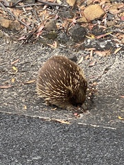 Tachyglossus aculeatus setosus