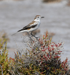 Neoxolmis salinarum