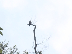 Falco severus