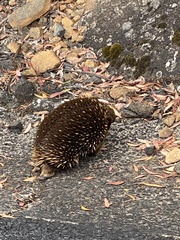 Tachyglossus aculeatus setosus