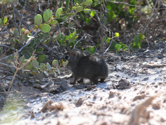 Galea leucoblephara