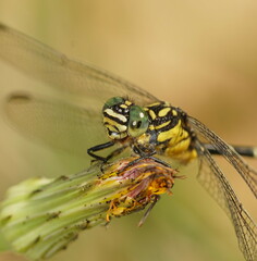 Hemigomphus