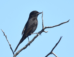 Knipolegus aterrimus