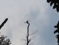 Falco severus
