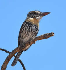 Nystalus maculatus striatipectus