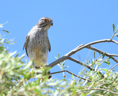 Spiziapteryx circumcincta