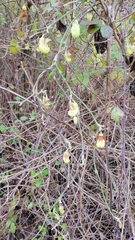 Aristolochia californica