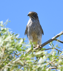 Spiziapteryx circumcincta