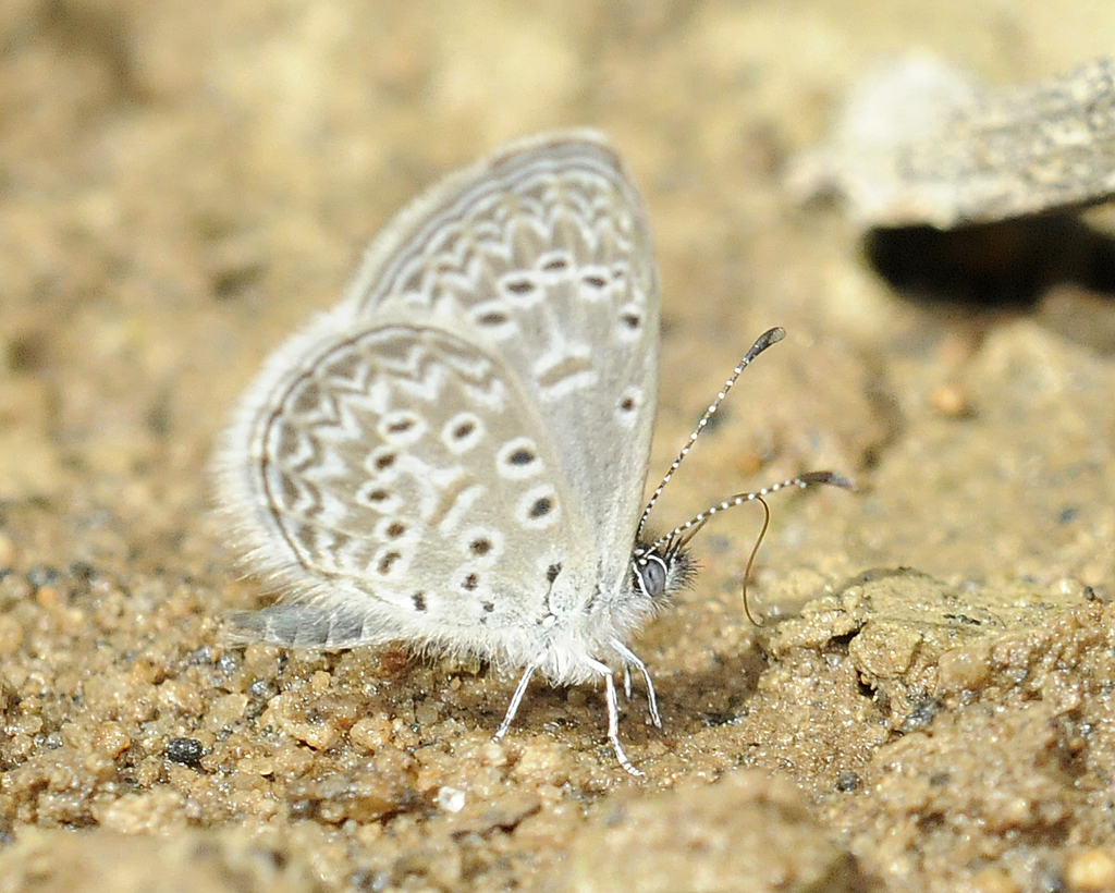 Cyna Blue