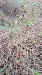Aristolochia californica