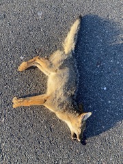 Lycalopex gymnocercus