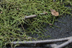 Fontinalis antipyretica