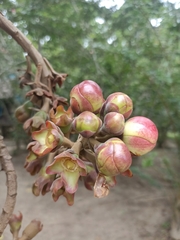 Lecythidaceae