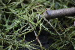 Fontinalis antipyretica