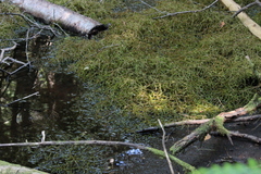 Fontinalis antipyretica