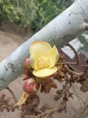 Lecythidaceae