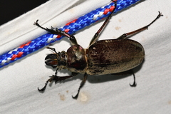 Sphaenognathus giganteus