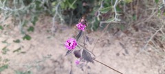 Lantana achyranthifolia