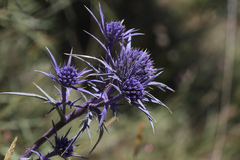 Eryngium kotschyi