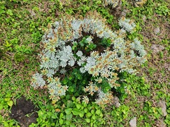 Crossostephium chinense