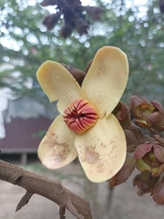 Lecythidaceae