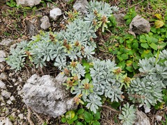 Crossostephium chinense