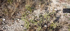 Horsfordia newberryi