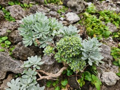 Crossostephium chinense