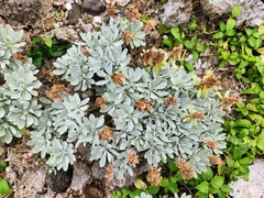 Crossostephium chinense