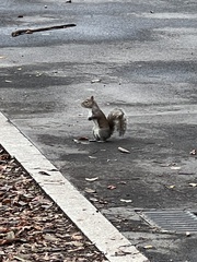 Sciurus carolinensis