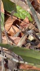 Sceloporus utiformis