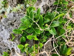 Parsonsia alboflavescens