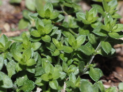 Arenaria