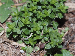 Arenaria