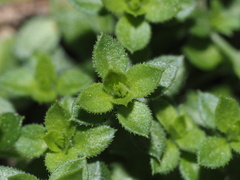 Arenaria