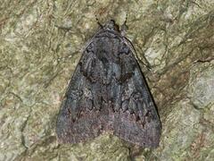 Catocala antinympha