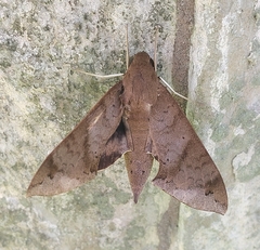 Pachylioides resumens