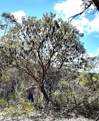 Banksia penicillata