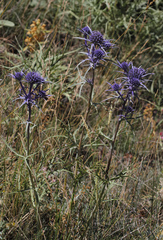 Eryngium kotschyi