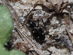 Tetragonoderus laevigatus