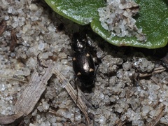 Tetragonoderus laevigatus