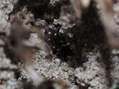 Tetragonoderus laevigatus