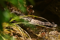 Caprimulgus jotaka