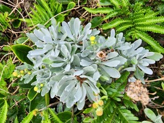 Crossostephium chinense