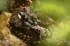 Caprimulgus jotaka