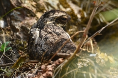 Caprimulgus jotaka
