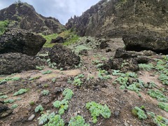 Crossostephium chinense