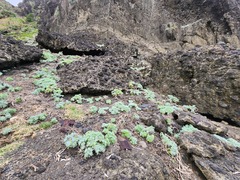 Crossostephium chinense