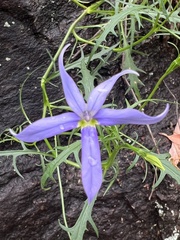 Lithotoma axillaris