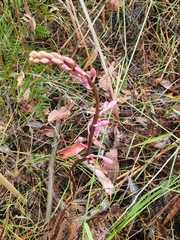 Dipodium